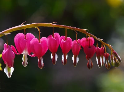 Nature blossom plant photography Photo