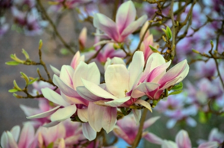 Zweig blüte anlage blume Foto