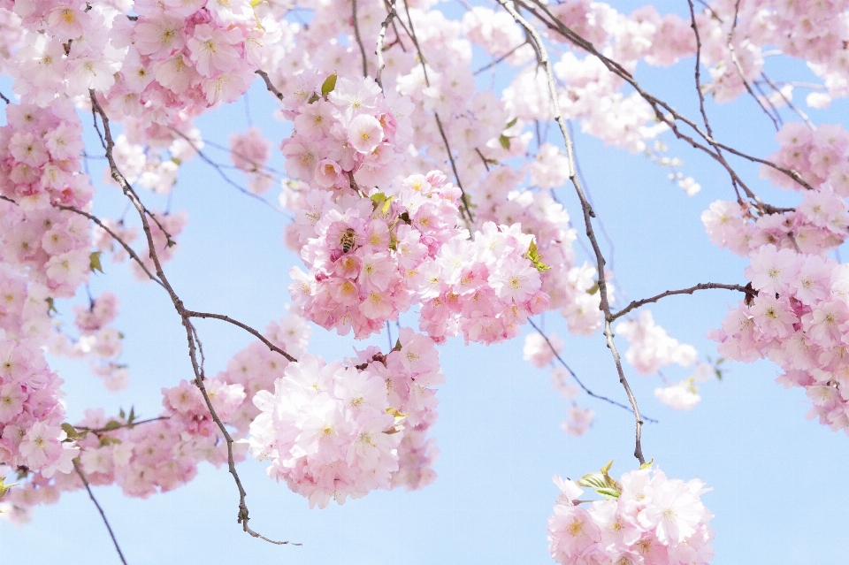 Tree branch blossom plant