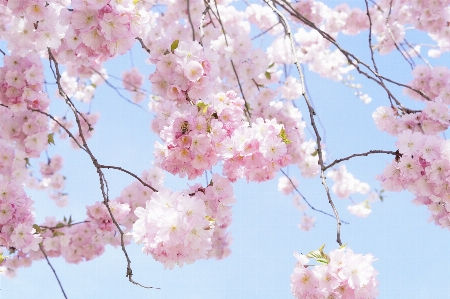 Tree branch blossom plant Photo