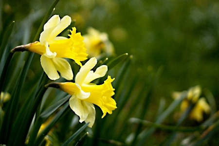 Foto Naturaleza césped florecer planta