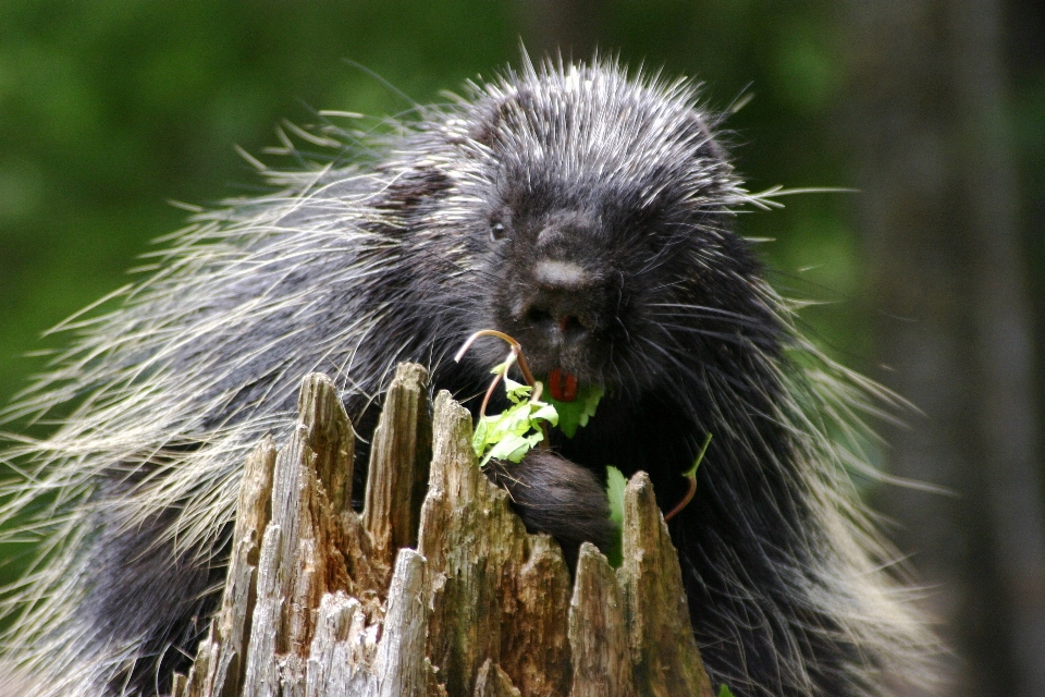 Wildlife mammal rodent fauna