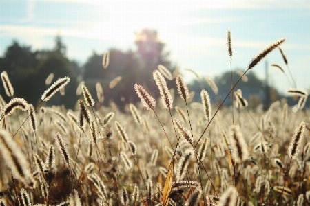 Foto Grama florescer plantar luz do sol