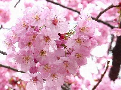 Tree nature branch blossom Photo