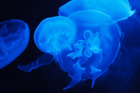 Water underwater biology jellyfish Photo