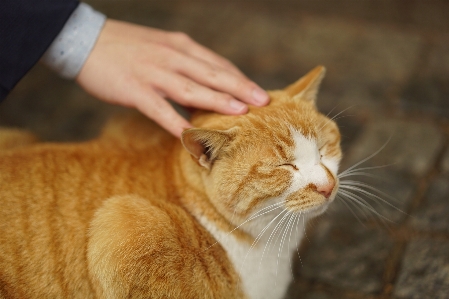 Foto Kucing mamalia fauna hidung