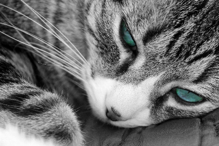 Foto Bianco e nero
 fotografia gattino gatto