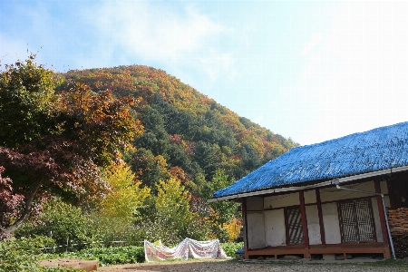 Landscape nature forest mountain Photo