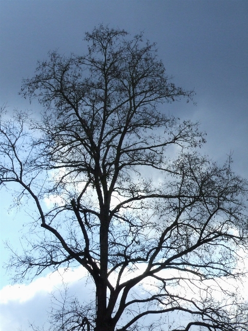 Drzewo natura oddział śnieg