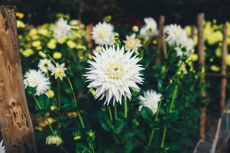 Nature grass blossom blur Photo