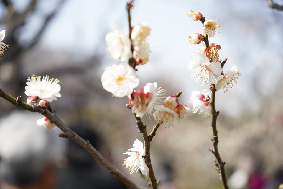 自然 ブランチ 花 植物