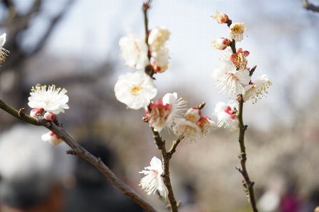 Nature branch blossom plant Photo