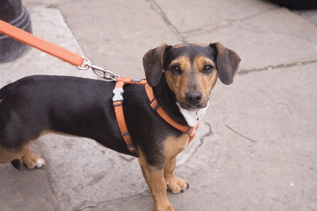 Foto Cucciolo cane carino canino
