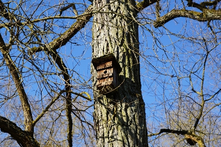 Baum natur zweig winter Foto