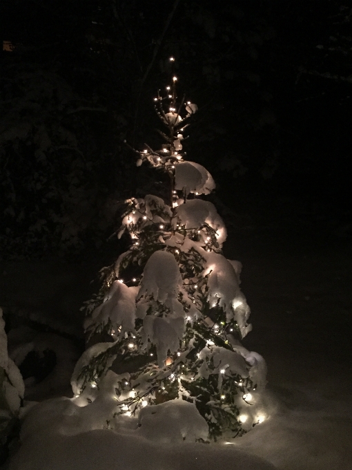 Arbre bifurquer neige froid