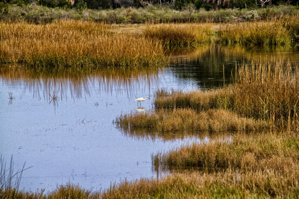 Natureza grama pântano
 pântano