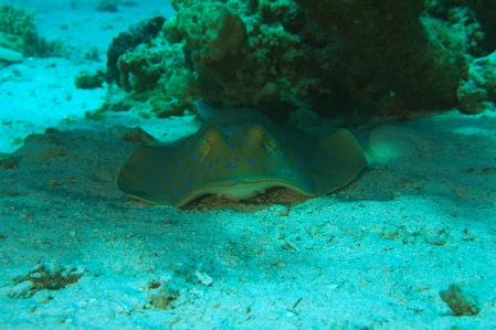 Photo Mer océan plongée sous-marin