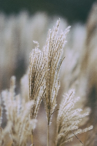 Tree nature grass branch Photo