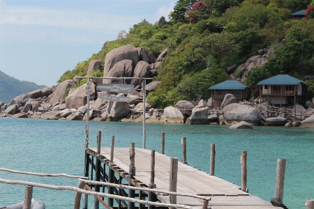 Beach sea coast tree Photo