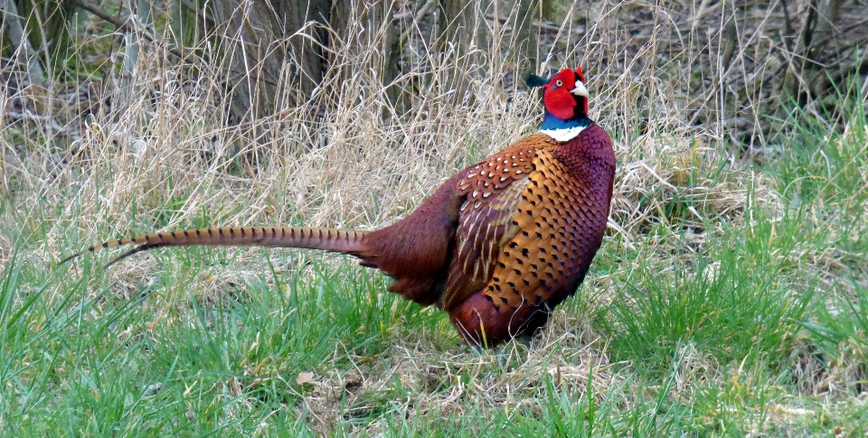 Burung padang rumput
 margasatwa liar