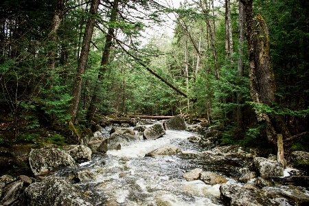 Tree nature forest waterfall Photo