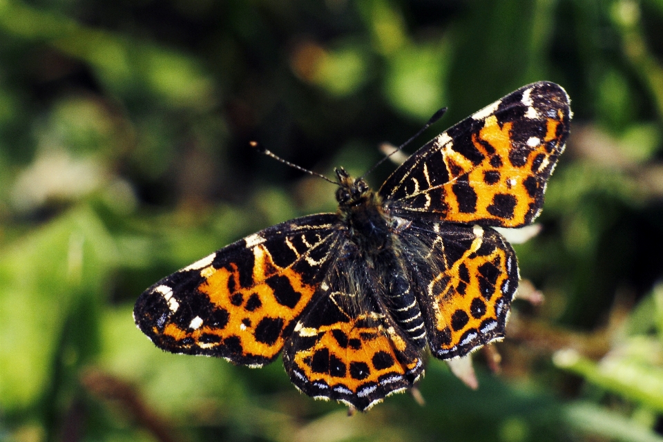 Nature outdoor open wing