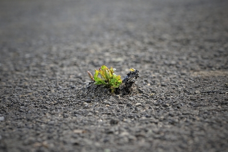 Foto Alam rumput pasir tanaman