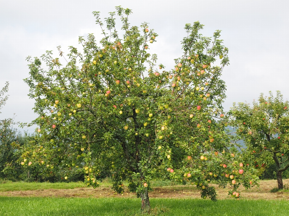 Apple albero pianta frutta