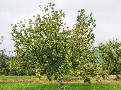 Apple baum anlage frucht Foto