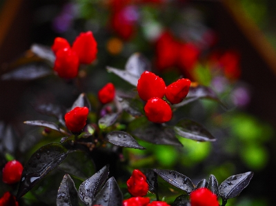 Foto Naturaleza florecer planta hoja