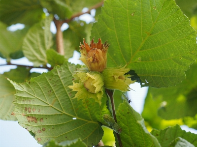 Tree nature blossom plant Photo