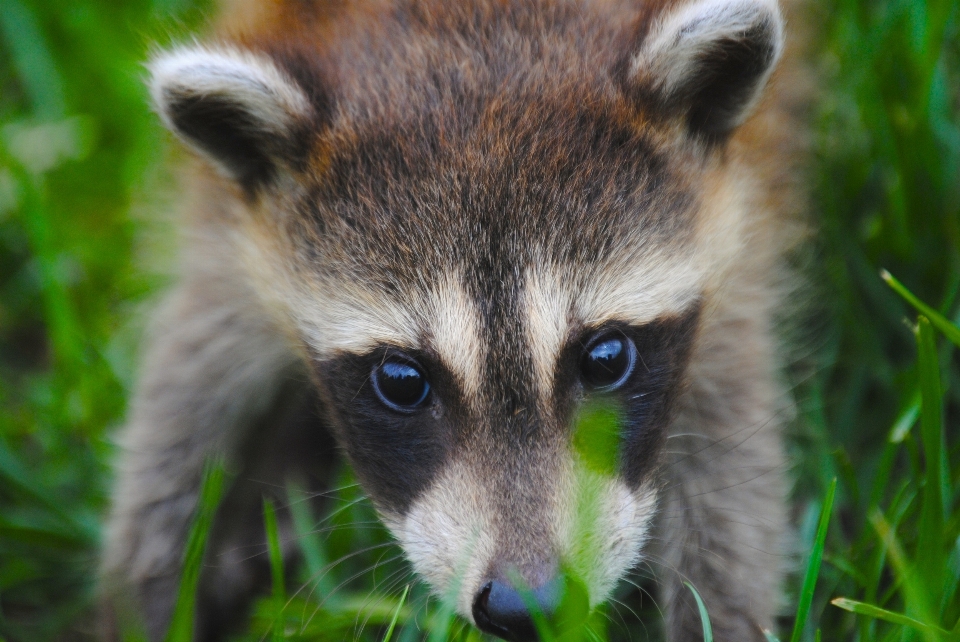 Animal mignon en regardant faune