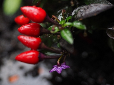 Blossom plant leaf flower Photo