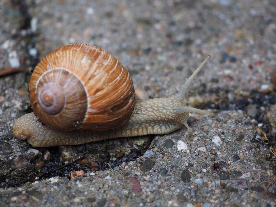 Dzikiej przyrody gad fauna powłoka