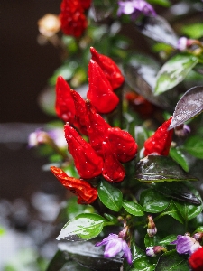 Blüte anlage blatt blume Foto