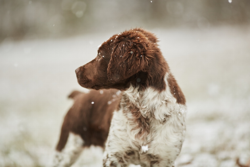 雪 冬天 白色的 小狗