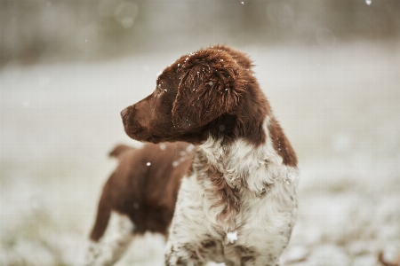 Snow winter white puppy Photo