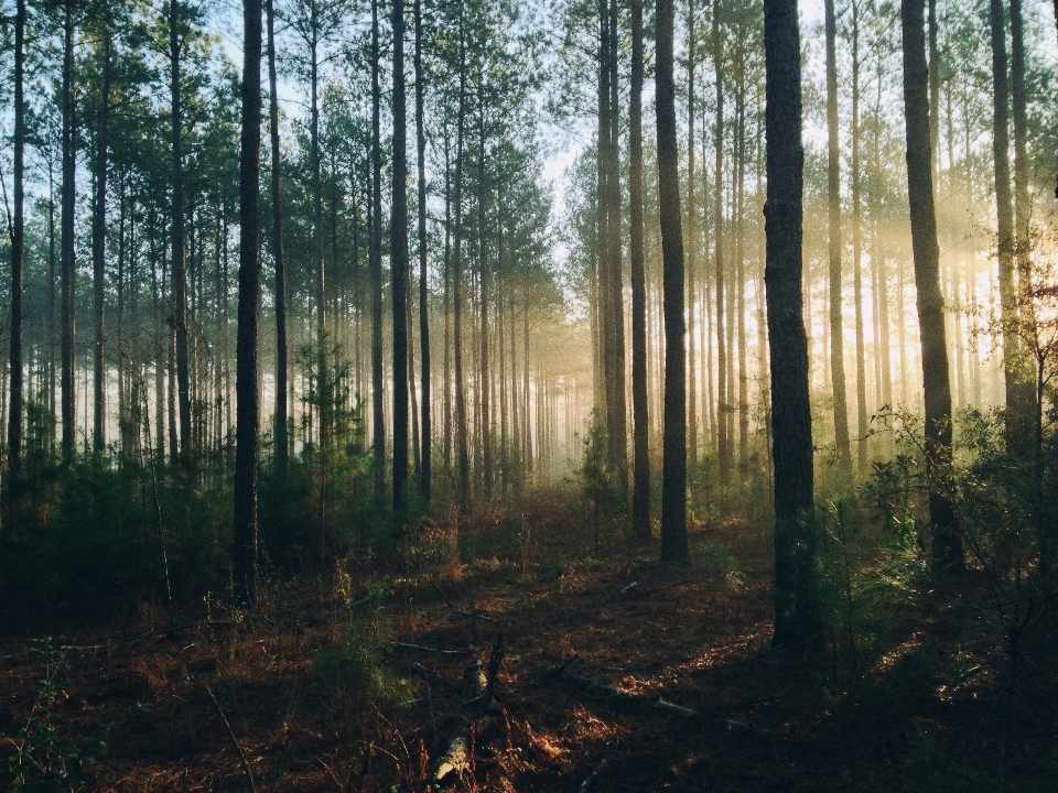 Drzewo natura las pustynia
