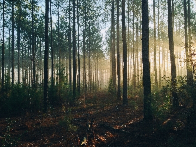 Tree nature forest wilderness Photo