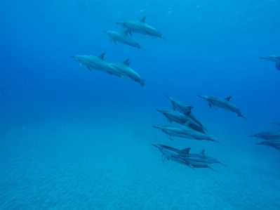 Sea ocean underwater biology Photo