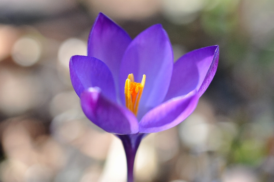 Florescer plantar flor roxo