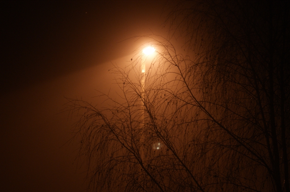 Tree branch light sun