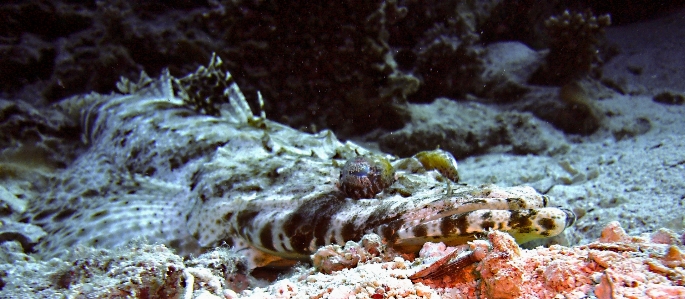 Deniz su dalış altı Fotoğraf