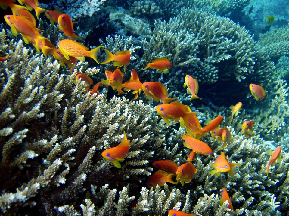 Sea diving underwater biology