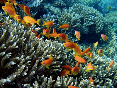 Foto Laut menyelam bawah air biologi