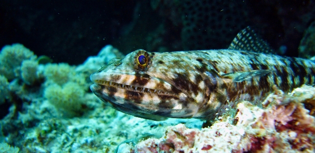 Foto Mar água mergulhando embaixo da agua