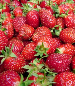 Plant raspberry fruit berry Photo