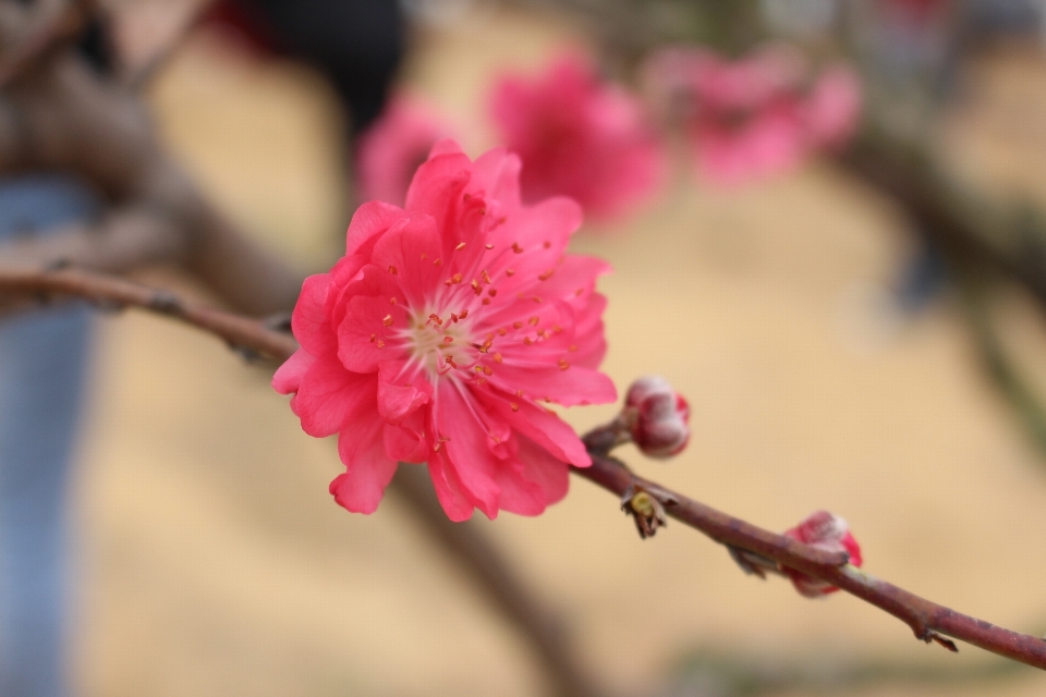 ブランチ 花 植物 フルーツ