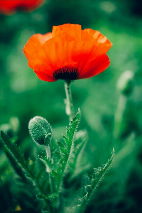 Nature usine champ la photographie