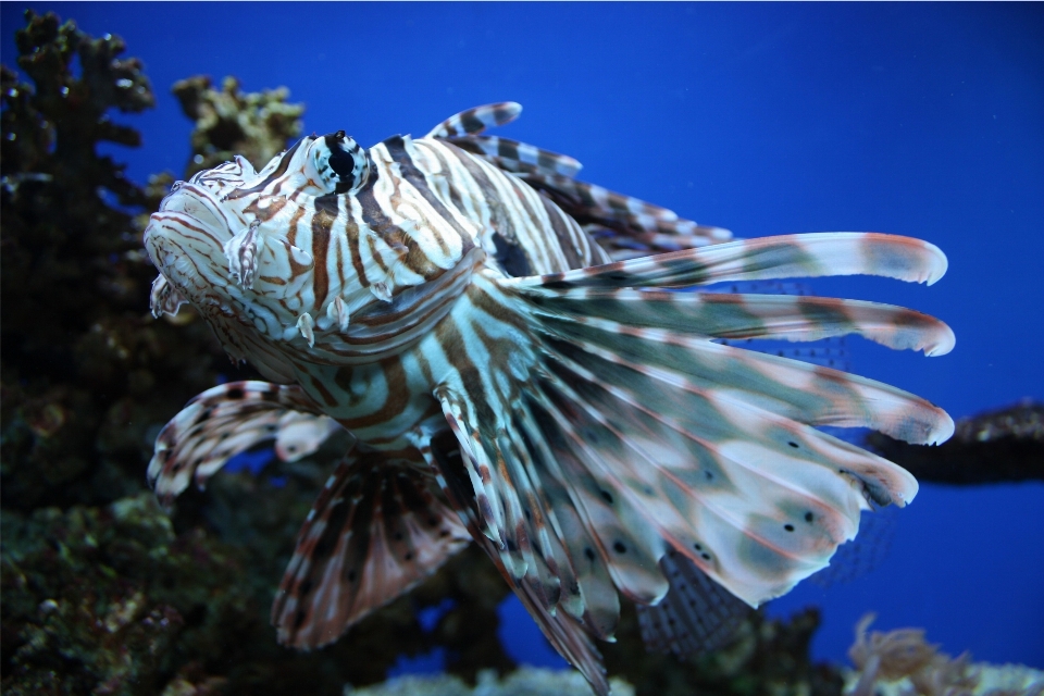 Sea ocean wing underwater